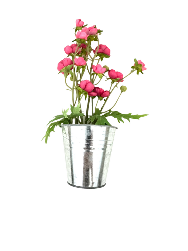 *Sale* Tiny Ranunculus Pot