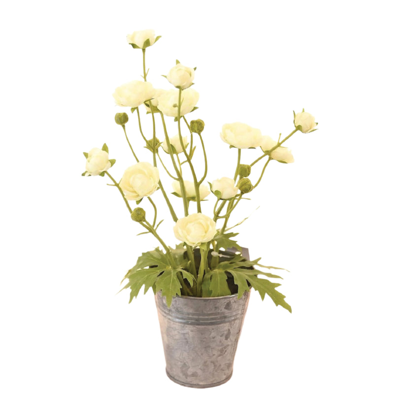 *Sale* Tiny Ranunculus Pot