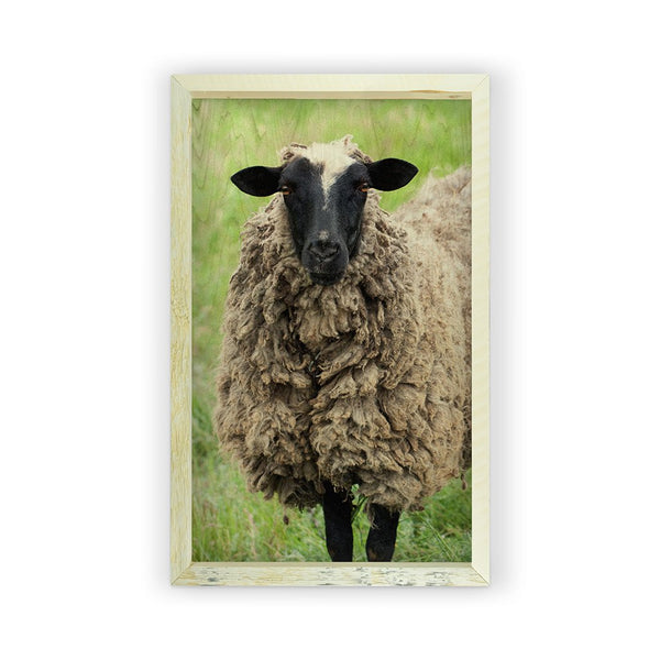 Sheep <br>Framed Photography