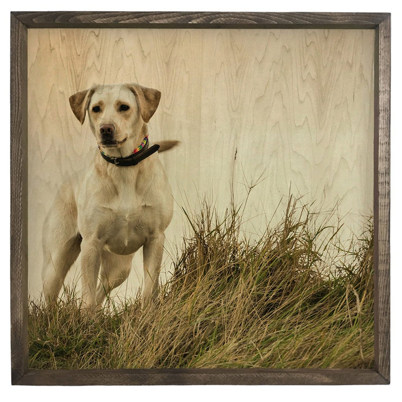 White Labrador <br>Framed Photography