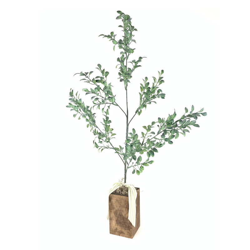 Grateful Box Tree