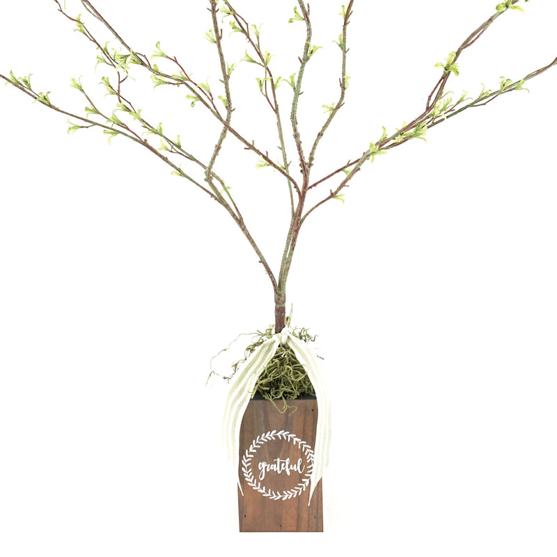 Grateful Box Tree